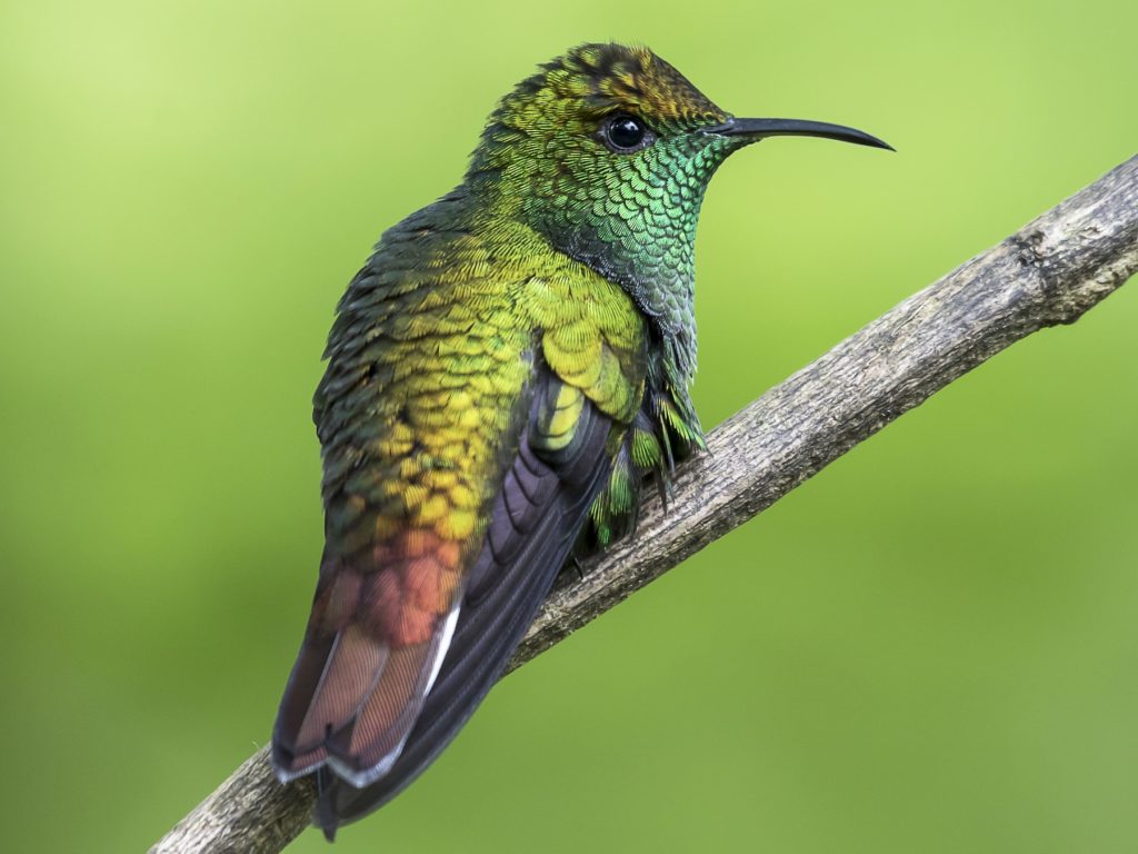 Coppery-headed Emerald (Elvira cupreiceps) - Endemic Birds of Costa Rica: Exclusive Avian Treasures