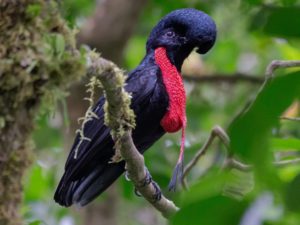 The Bare-necked Umbrellabird of Costa Rica: Nature's Marvel