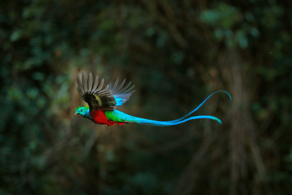 Capture the Resplendent Quetzal in Costa Rica with Physis Photo Tours