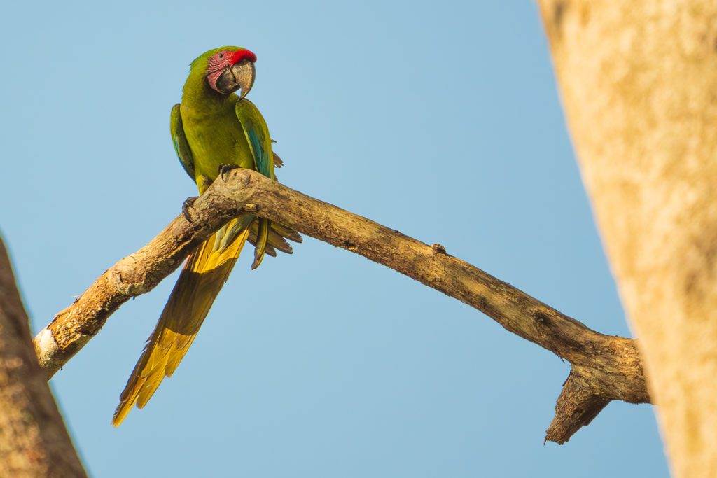 Emerald Enchantment: Capture Stunning Green Macaw Photos in Costa Rica with Physis