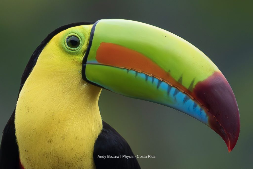 A vibrant Keel-billed Toucan perched amidst the lush greenery of Costa Rica.