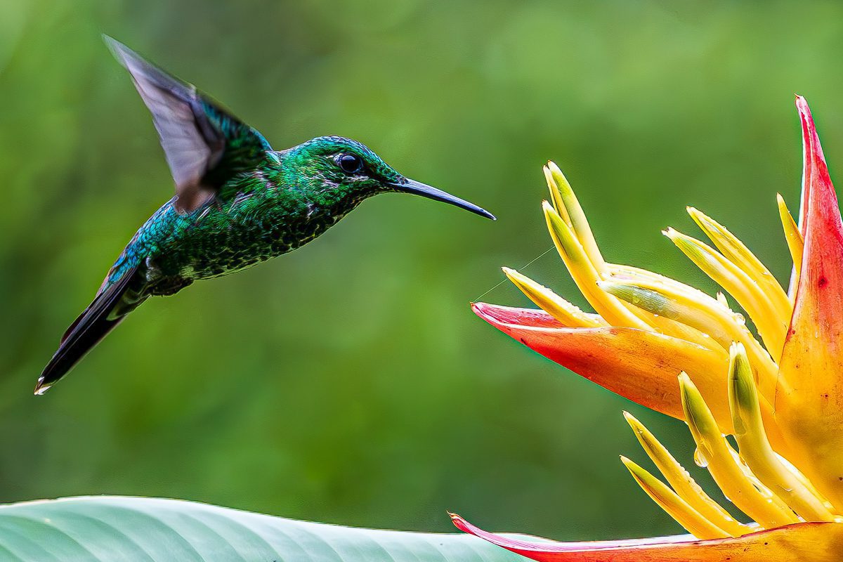 Emerald Enchantment: Capture Stunning Green Macaw Photos in Costa Rica with Physis