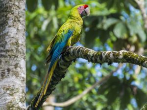 Emerald Enchantment: Capture Stunning Green Macaw Photos in Costa Rica with Physis