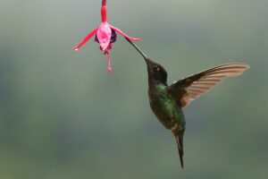 25 Fascinating Birds to Photograph in Costa Rica