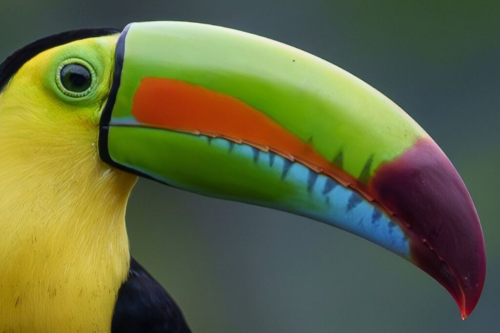 Capturing the Colorful Toucans of Costa Rica