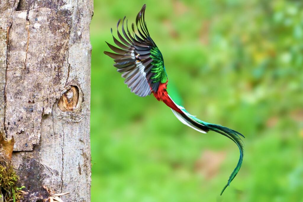 The Ultimate Guide to Quetzal Photography in Costa Rica with Physis Photo Tours