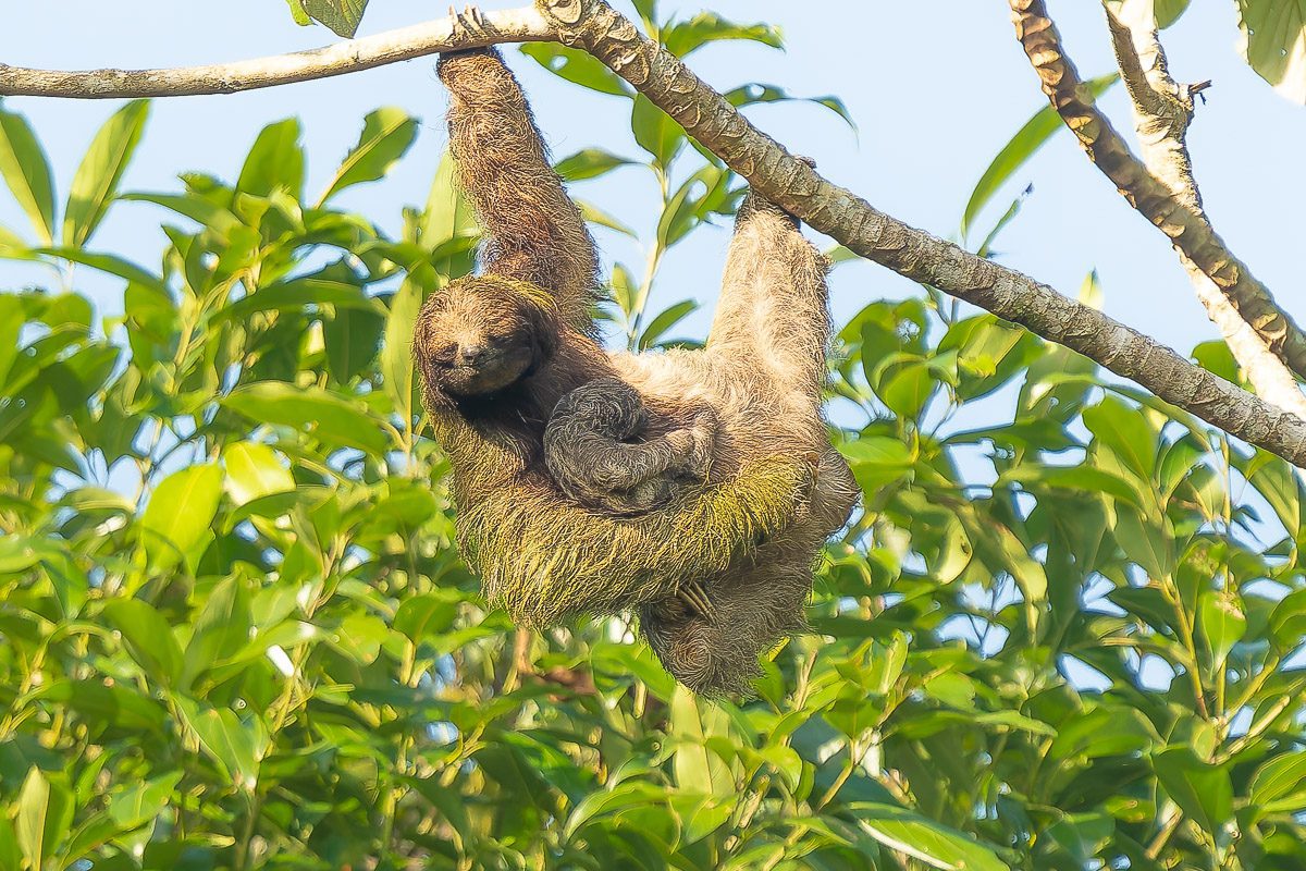 Physis Photo Tours - Costa Rica |