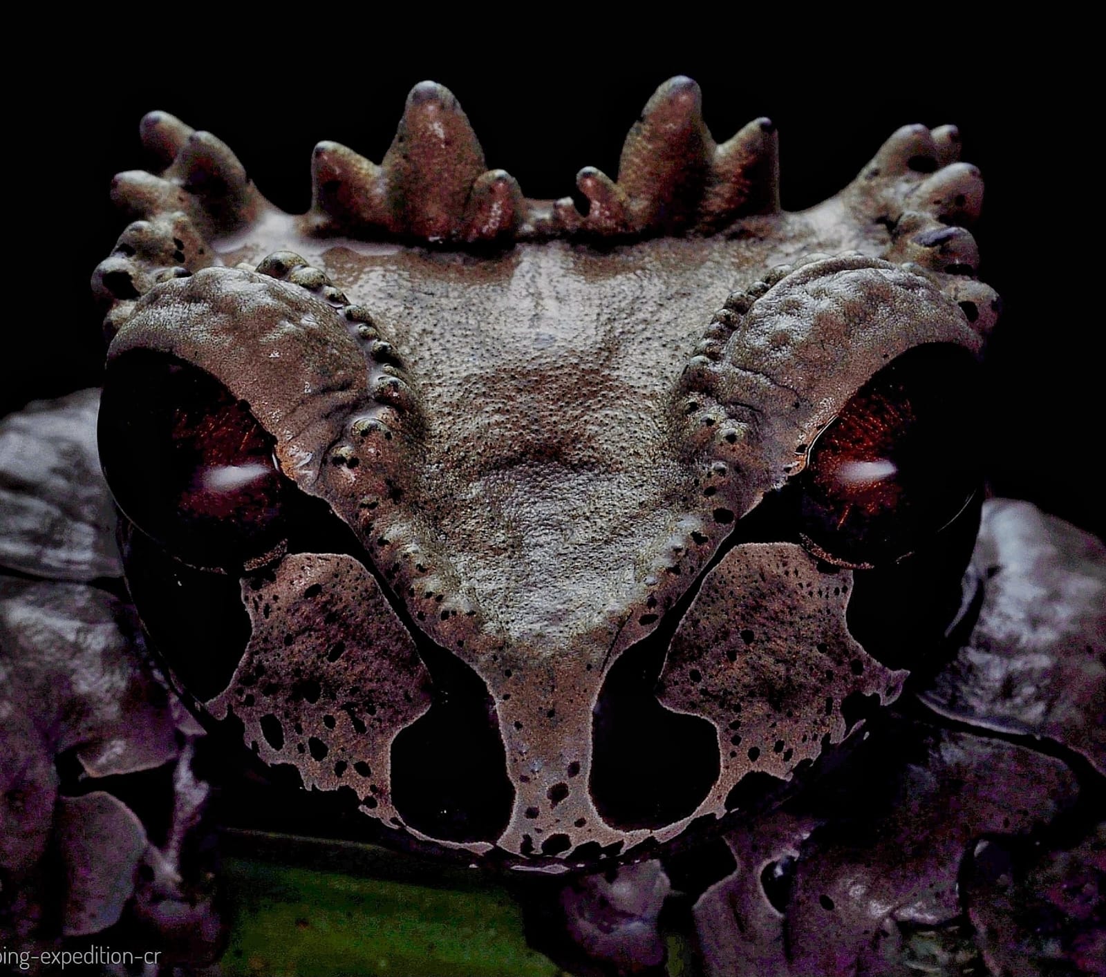 Herping Photography Tours in Costa Rica | Find the Elusive with Physis Photo Tours