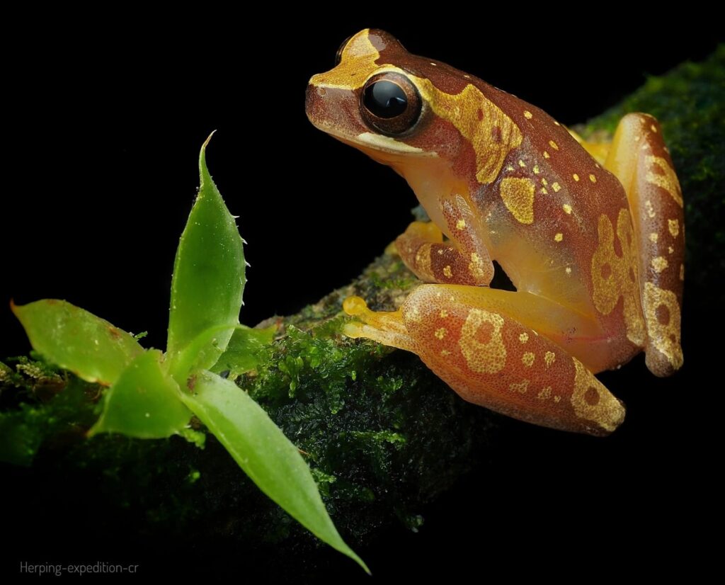 Macro Photography Tour in Costa Rica | Private Workshops with Physis Photo Tours