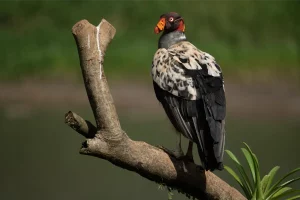 Physis Photo Tours - Costa Rica |