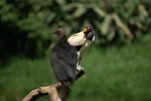 Physis Photo Tours - Costa Rica |