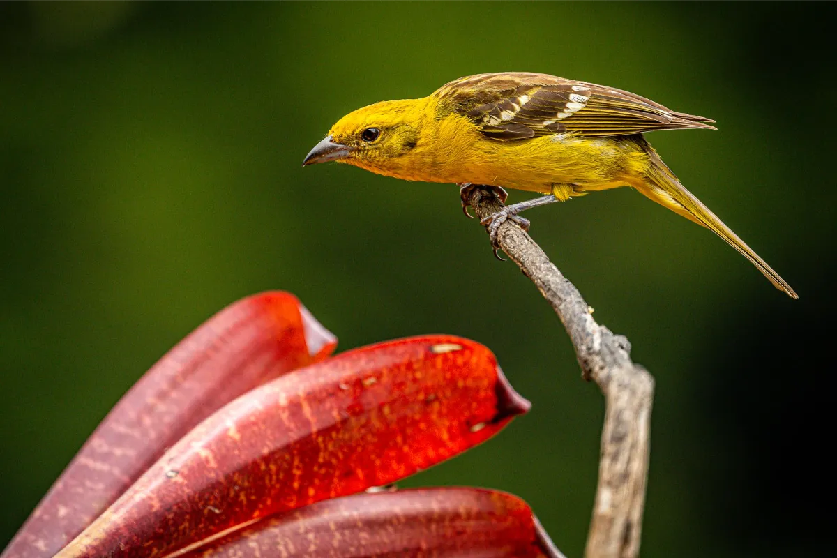 Capture the Beauty of Flight: Bird Photography Workshop with Physis in Costa Rica