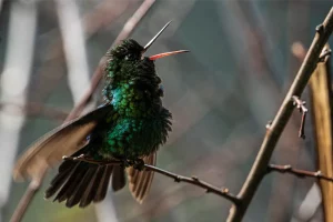 Physis Photo Tours - Costa Rica |
