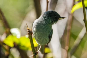 The Ethical Approach to Bird Photography in Costa Rica: A Comprehensive Guide