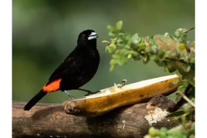 Physis Photo Tours - Costa Rica |