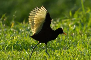Physis Photo Tours - Costa Rica |