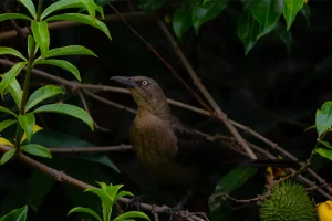 Physis Photo Tours - Costa Rica |