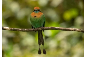 Physis Photo Tours - Costa Rica |