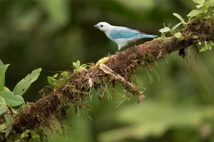Physis Photo Tours - Costa Rica |