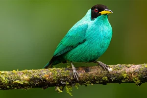 Sarapiqui: An Exquisite Photography Destination for Nature Enthusiasts
