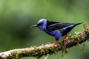 Physis Photo Tours - Costa Rica |