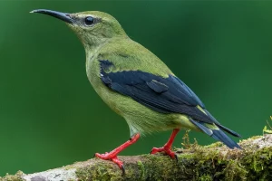 Discover the Beauty of Selva Verde Lodge in Costa Rica