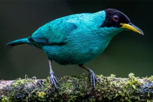 Physis Photo Tours - Costa Rica |