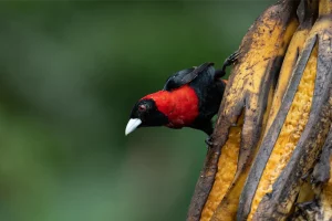 Physis Photo Tours - Costa Rica |
