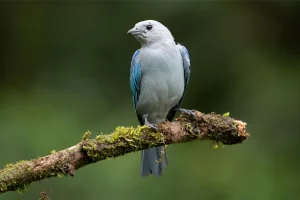 Physis Photo Tours - Costa Rica |