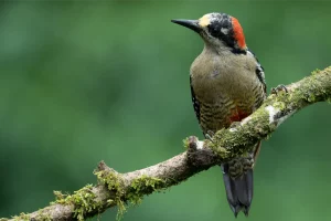 Physis Photo Tours - Costa Rica |