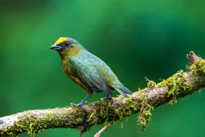 Physis Photo Tours - Costa Rica |