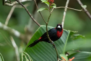 Physis Photo Tours - Costa Rica |