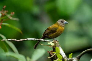 Physis Photo Tours - Costa Rica |