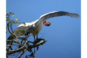 Physis Photo Tours - Costa Rica |