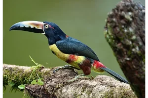 Costa Rica Bird Photography Workshop 2024
