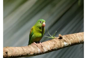 Physis Photo Tours - Costa Rica |