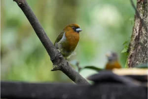 Physis Photo Tours - Costa Rica |