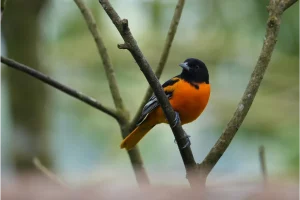Physis Photo Tours - Costa Rica |