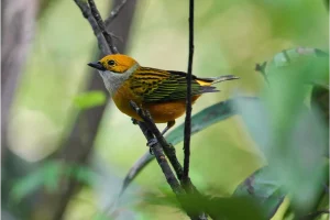 Physis Photo Tours - Costa Rica |