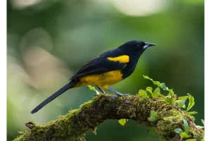 Physis Photo Tours - Costa Rica |