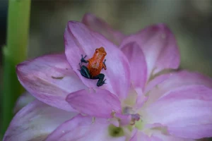 Physis Photo Tours - Costa Rica |
