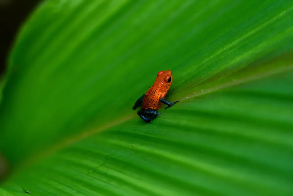 Physis Photo Tours - Costa Rica |