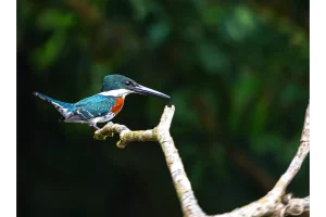 Physis Photo Tours - Costa Rica |