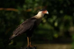 Exploring Caño Negro Wildlife Refuge for Unforgettable Photography Experiences