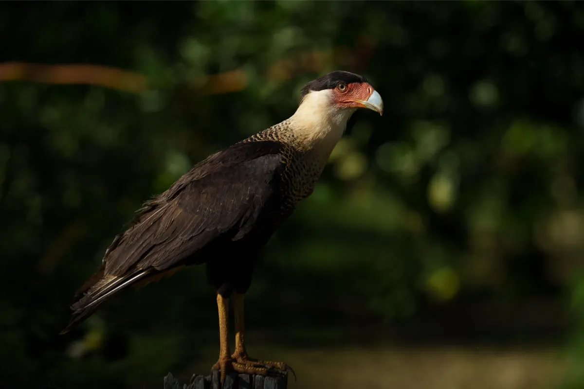 Exploring Caño Negro Wildlife Refuge for Unforgettable Photography Experiences