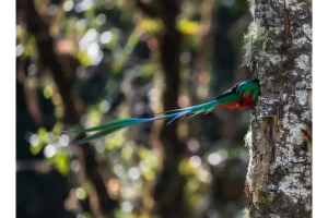 Capturing Costa Rica's Avian Beauty: 5 Exotic Birds Every Photographer Dreams Of