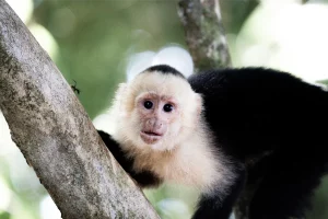 Physis Photo Tours - Costa Rica | Costa Rica Photography Tours and Workshops in 2025