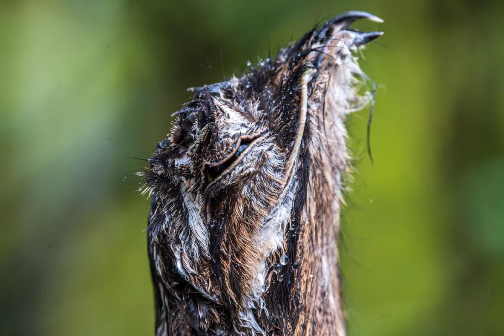 Why Costa Rica Tops the 2024 List of Bird Photography Destinations