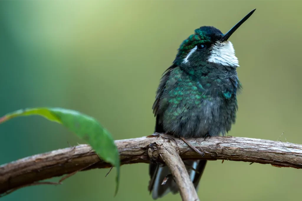 San Gerardo de Dota: Top Photography Spot in Costa Rica