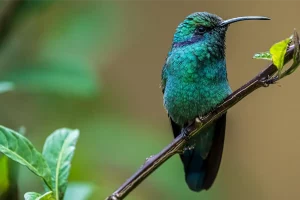 Paraiso Quetzal Lodge. Physis Certified Hotels & Lodges for Photographer